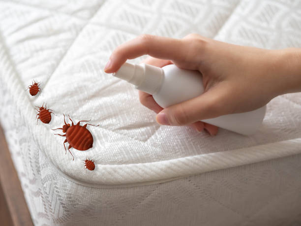 Best Termite Control Services  in Port Morris, NJ