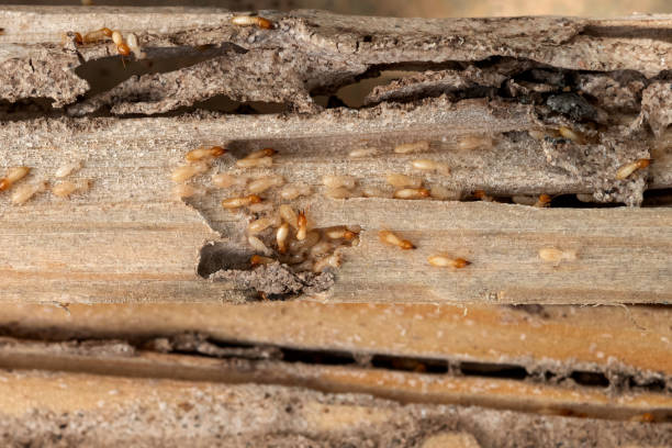 Port Morris, NJ Pest Control Company